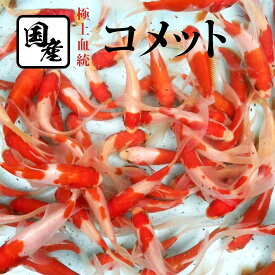 金魚【国産コメット 1匹】更紗コメット 蘭鋳 らんちゅう キャリコ ピンポンパール と同梱包可能 アオウキクサ クロレラ錠剤 と同時購入がオススメ