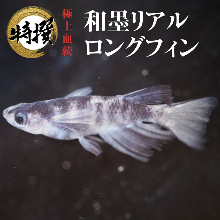 楽天市場】【有精卵10個～5個】メダカの卵 和墨リアルロングフィン 