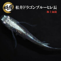 楽天市場】ドラゴンブルー メダカの通販