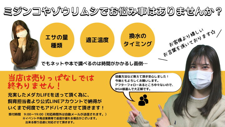 楽天市場 送料無料 高品質タマミジンコ 約10 000匹 ゾウリムシ Psb グリーンウォーター 生クロレラ などではお腹いっぱいにならない稚魚へ World Green Aquarium