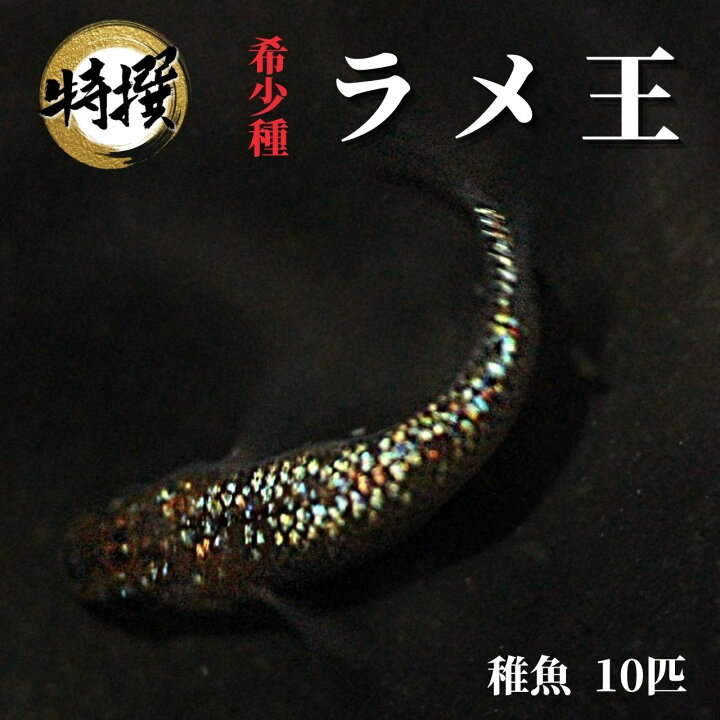 楽天市場 メダカ 高級めだか 最新品種 希少種 ラメ王 稚魚10匹 ゾウリムシ ミジンコ Psb 生クロレラ と同梱包可能 World Green Aquarium