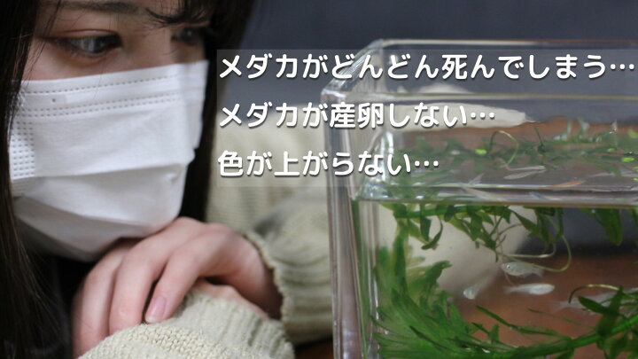 楽天市場 アマゾンフロッグピット 3株 水草 浮草 爆殖 メダカ めだか 金魚 らんちゅう 水槽 World Green Aquarium 楽天市場 アマゾンフロッグピット 3株 水草 浮草 爆殖 メダカ めだか 金魚 らんちゅう 水槽 World Green Aquarium