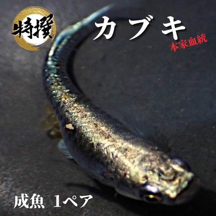 楽天市場】【成魚1ペア】メダカ カブキ【めだか】歌舞伎 ゾウリムシ 