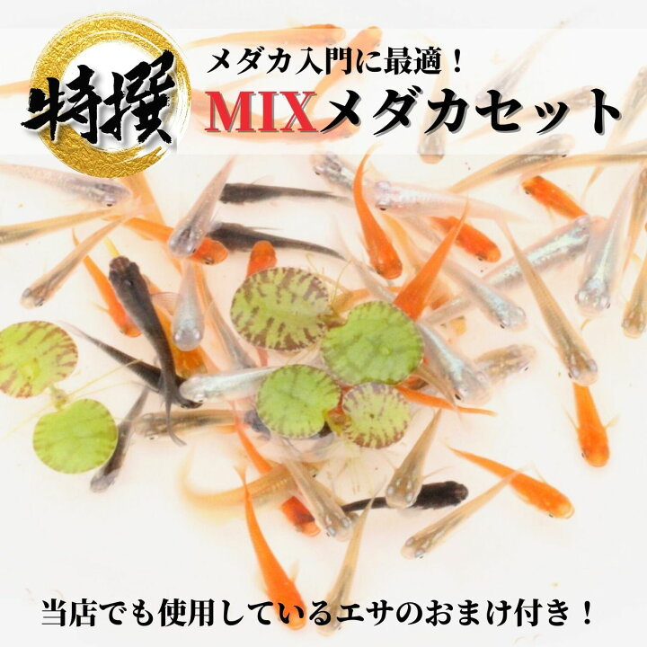 楽天市場 4000円相当が2480円 メダカ 高級めだか 送料無料 ミックスメダカ 匹 餌セット メダカ水槽 オロチ 深海 楊貴妃 紅帝 北斗 幹之 フルボディ ゾウリムシ ミジンコ Psb 生クロレラ と同梱包可能 World Green Aquarium