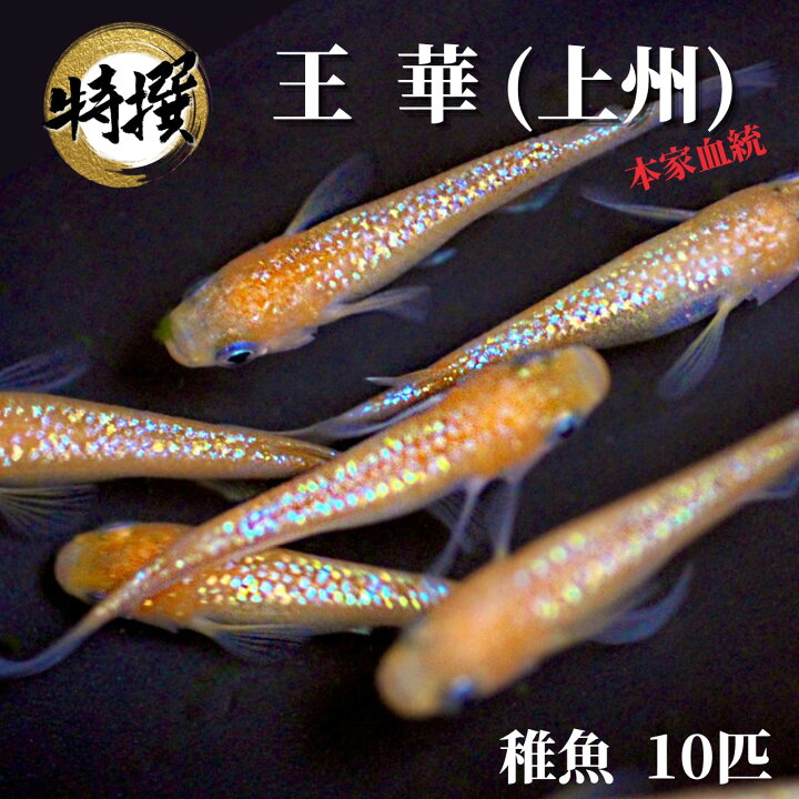 楽天市場】メダカ【王華 稚魚10匹】めだか おうか 上州 ゾウリムシ 