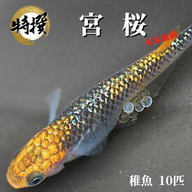 メダカ【宮桜 稚魚10匹】めだか みやざくら 生体 ゾウリムシ ミジンコ PSB と同梱可能 生クロレラ同梱不可