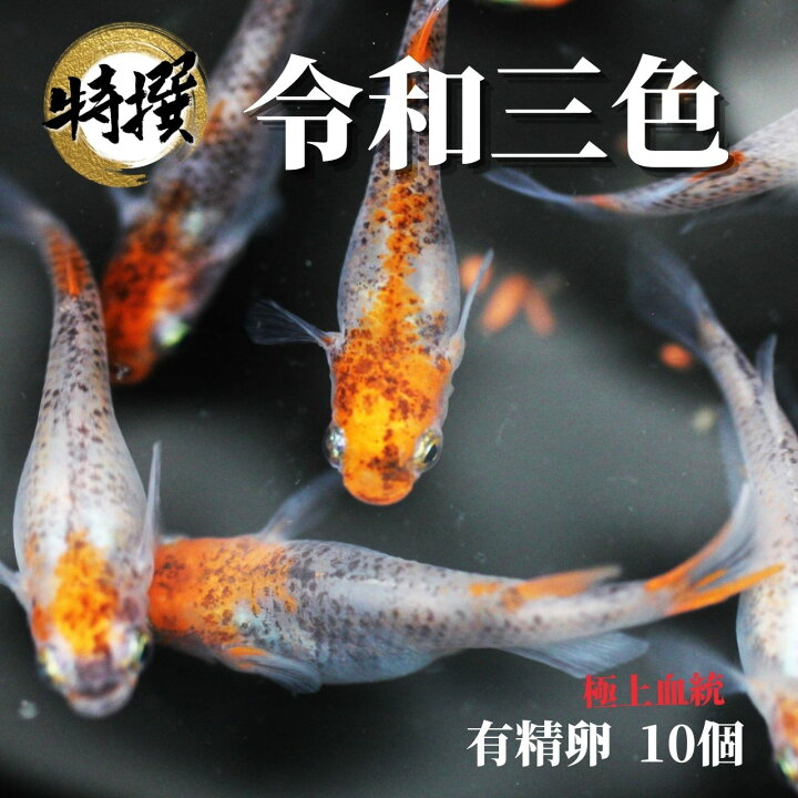 楽天市場 メダカ 卵 令和三色 メダカの卵 有精卵 10個 ゾウリムシ ミジンコ Psb 生クロレラ と同梱包可能 World Green Aquarium
