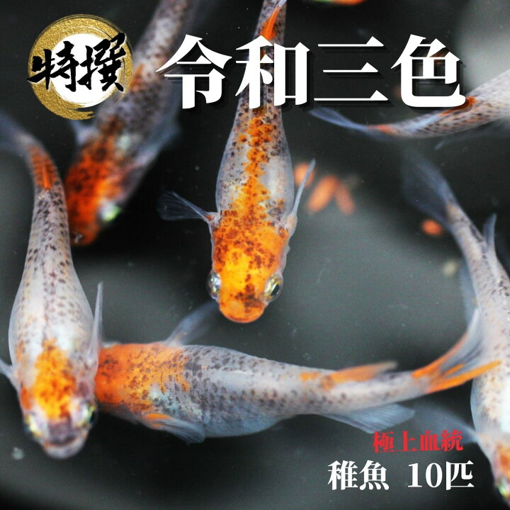 楽天市場 メダカ 令和三色 稚魚10匹 ゾウリムシ ミジンコ Psb と同梱可能 生クロレラ同梱不可 World Green Aquarium 楽天市場 メダカ 令和三色 稚魚10匹 ゾウリムシ ミジンコ Psb と同梱可能 生クロレラ同梱不可 World Green Aquarium