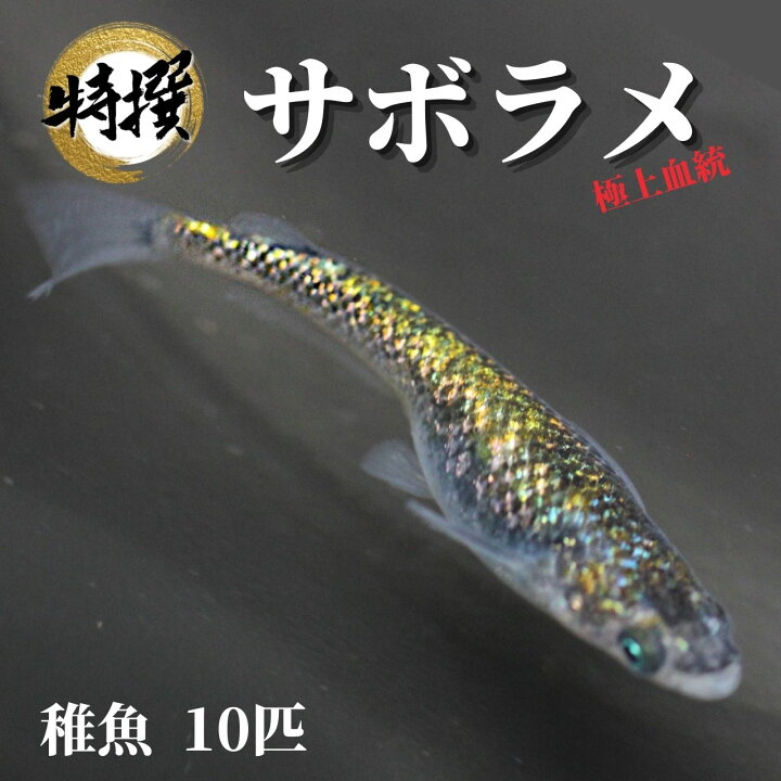 楽天市場 メダカ サボラメ 稚魚10匹 ゾウリムシ ミジンコ Psb と同梱可能 生クロレラ同梱不可 World Green Aquarium 楽天市場 メダカ サボラメ 稚魚10匹 ゾウリムシ ミジンコ Psb と同梱可能 生クロレラ同梱不可 World Green Aquarium