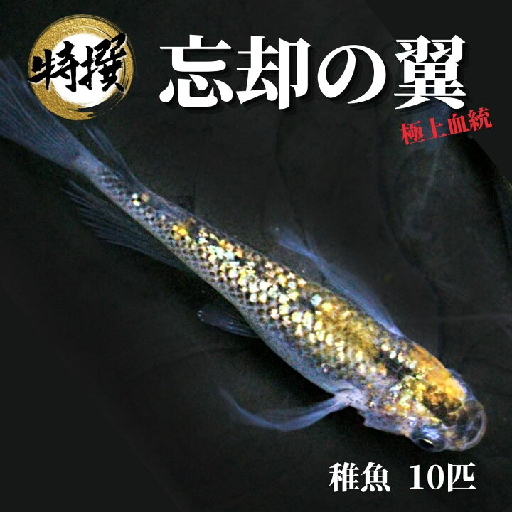 楽天市場】【稚魚10匹】メダカ 忘却の翼【めだか】ぼうきゃく 
