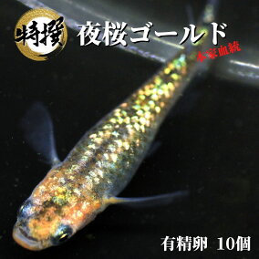 楽天市場 観賞魚 種 観賞魚 メダカ 人気ランキング1位 売れ筋商品