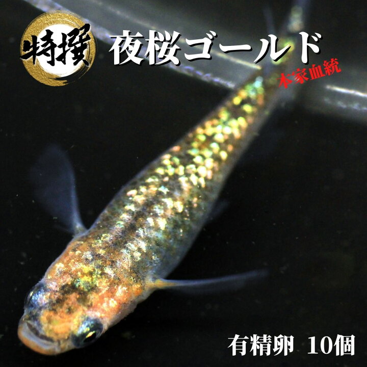 楽天市場 メダカ 卵 夜桜ゴールドメダカの卵 有精卵 10個 ゾウリムシ ミジンコ Psb 生クロレラ と同梱包可能 World Green Aquarium