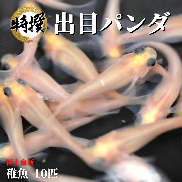 楽天市場 メダカ 出目パンダ 稚魚10匹 デメパン ゾウリムシ ミジンコ Psb と同梱可能 生クロレラ同梱不可 World Green Aquarium 楽天市場 メダカ 出目パンダ 稚魚10匹 デメパン ゾウリムシ ミジンコ Psb と同梱可能 生クロレラ同梱不可 World Green Aquarium