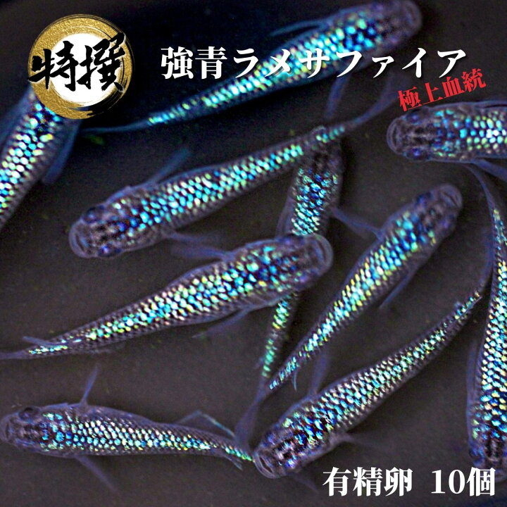 楽天市場 メダカ 卵 サファイア 有精卵 10個 観賞魚 めだか たまご ゾウリムシ ミジンコ Psb と同梱可能 生クロレラ同梱不可 World Green Aquarium