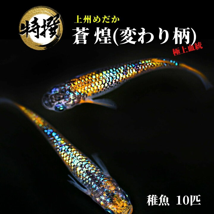 楽天市場】メダカ 上州めだか【蒼煌 そうこう 変わり柄 稚魚10匹 