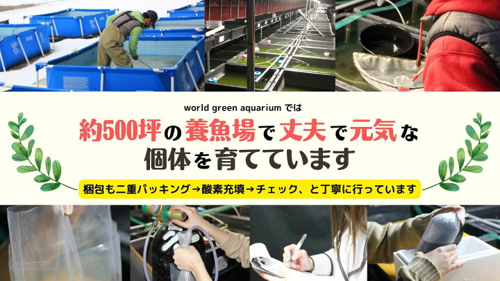メダカエメキン めだか Psb ちぎょ と同梱可能 ゾウリムシ ミジンコ 生クロレラ同梱不可 観賞魚 85 以上節約 ちぎょ メダカエメキン めだか Psb ちぎょ と同梱可能 ゾウリムシ ミジンコ 生クロレラ同梱不可 観賞魚 85 以上節約 ちぎょ