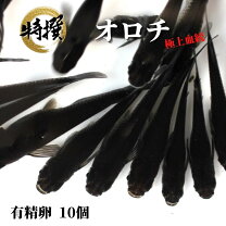 楽天市場】メダカ 卵 100の通販