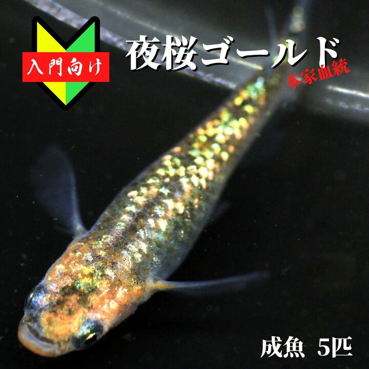 楽天市場】【入門用成魚5匹＋α】メダカ 夜桜ゴールド【めだか】目高 