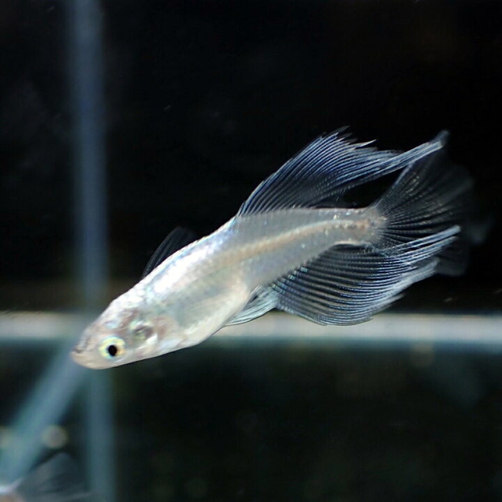 楽天市場】メダカ【プラチナブルージェイリアルロングフィン 稚魚10匹 