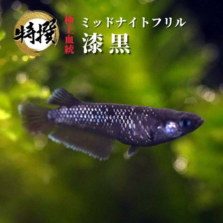 楽天市場】【成魚1ペア～10匹】メダカ ミッドナイトフリル漆黒タイプ 