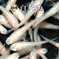 【成魚100匹】メダカ 白めだか【送料無料】目高 生体 白メダカ ピュアホワイト ホワイト ゾウリムシ ミジ…