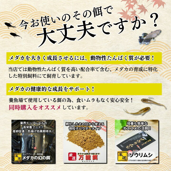 楽天市場】【5匹＋α】メダカ 卑弥呼【送料無料】S~SSサイズ 稚魚 