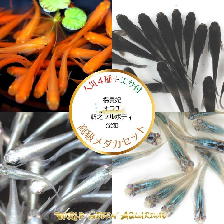 楽天市場 メダカ 送料無料 人気4種類 10匹 オロチ 深海 楊貴妃 幹之フルボディ 今だけ餌もお付けいたします 生体 めだか ミジンコ ゾウリムシ グリーンウォーター と同梱包可能 World Green Aquarium