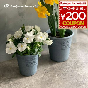 K[fjO  |bg ƒ؉ ϗtA  Vv x[VbN GR|bg ی^ 4 lCr[ 231462 4966511231462