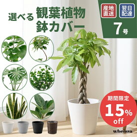 【SALE最大20%off 10/4 0:00〜】観葉植物 7号 大型 パキラ ガジュマル サンスベリア ドラセナ ユッカ オーガスタ インテリア 本物 室内 おしゃれ 開店祝い 新築祝い 開業祝い 引越し祝い 新築祝い お祝い ギフト フェヌア