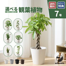 【最大20%off 5/9 20:00〜】観葉植物 7号 大型 パキラ 初心者向け 本物 鉢 おしゃれ モンステラ ゴムの木 フィカス ウンベラータ サンスベリア ベンガレンシス ユッカ 幸運の木 小さい インテリア 開店祝い 新築祝い 開業祝い 引越し祝い コテラ