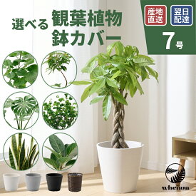 【SALE 全品5%off 15日限定】観葉植物 7号 大型 パキラ 初心者向け 本物 鉢 おしゃれ モンステラ ゴムの木 フィカス ウンベラータ サンスベリア ベンガレンシス ユッカ 幸運の木 小さい インテリア 開店祝い 新築祝い 開業祝い 引越し祝い コテラ
