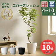【SALE最大20%off 10/4 0:00〜】エバーフレッシュ 観葉植物 本物 大型 小さい 軽い ミニ インテリア おし…