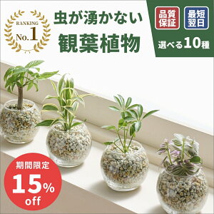 �ySALE ���Ԍ���15%off�z������ �ϗt�A�� 3�� �K���X �~�j �n�C�h���J���`���[ ���k�͔| �p�L�� �K�W���}�� �S���̖� �����X�e�� �T���X�x���A �|�g�X ���� �y �g��Ȃ� �� �킩�Ȃ� �����킩��