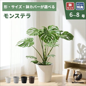 観葉植物 8号 モンステラ」の人気商品一覧・価格比較 - 価格.com