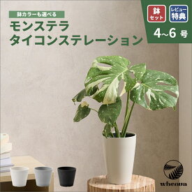 モンステラ タイコンステレーション 斑入り 観葉植物 本物 大型 小さい 4号 6号 インテリア おしゃれ 鉢 植木鉢 育てやすい 枯れにくい 風水 プレゼント ギフト 出産祝い 快気祝い 開業祝い メッセージカード 送料無料