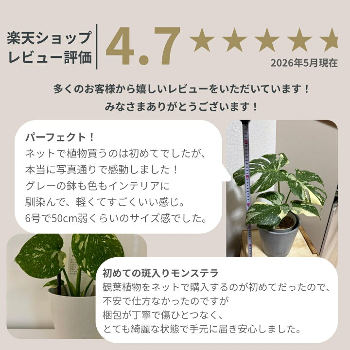 1803P 【安定の発根済み☆】厳選☆斑入りモンステラ2株セット 【期間 