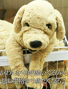 yIKEAzCPAʔ́yGOSIG GOLDENz\tggC (Ckj70cm
