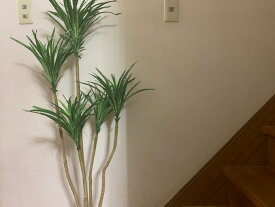 楽天市場 リビング 種類 植物 ユッカ 観葉植物 花 観葉植物 花 ガーデン Diyの通販 楽天市場 リビング 種類 植物 ユッカ 観葉植物 花 観葉植物 花 ガーデン Diyの通販
