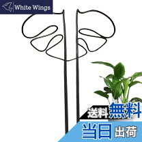 楽天市場】モンステラ 黒の通販