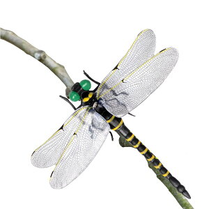 yzMIMIMACHI 悯g{ ɂ Ij} g{ x  12cm {Ƃ I悯  x_ Ԍ AEghA ނ St Ro ƒ؉  XYo` 