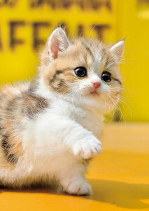 yzG|bN 108s[X WO\[pY /ybg ˂ ! (18.2×25.7cm) 01-067 ̂t wt _t EPOCH