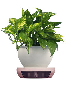 �y���������z�|�b�g�L�[�p�[ �ϗt�A���̔r�����ȒP�Ɏ̂Ă�锫�M ���p ��20cm ��M ������350m ���`�����p 5�� 6�� 7�� 8�� �e�[�u���ɔr�������ڂ�Â炢�@�\�t�� ����6cm�c (�V�F���s���N)