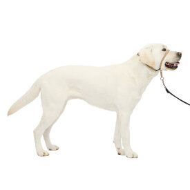 【送料無料】PetSafe（ペットセーフ） ジェントルリーダー 引っ張り防止 ヘッドカラー 犬用 散歩トレーニング 色：フォーン、サイズ：L