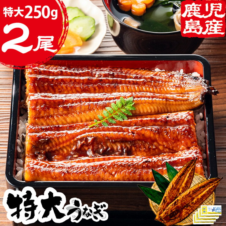 楽天市場】うなぎ 国産 特大鹿児島産鰻【250gサイズ×2尾】 国産 うなぎ 