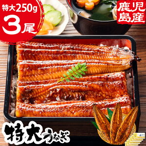 送料無料 国産 うなぎ 特大鹿児島産鰻【250gサイズ×3尾】蒲焼き ウナギ 鰻 長焼 特大 特大サイズ 鰻の蒲焼き 国産鰻 うなぎ蒲焼き うなぎの蒲焼 ウナギ蒲焼 国内産 蒲焼 冷凍 真空パック 鹿児