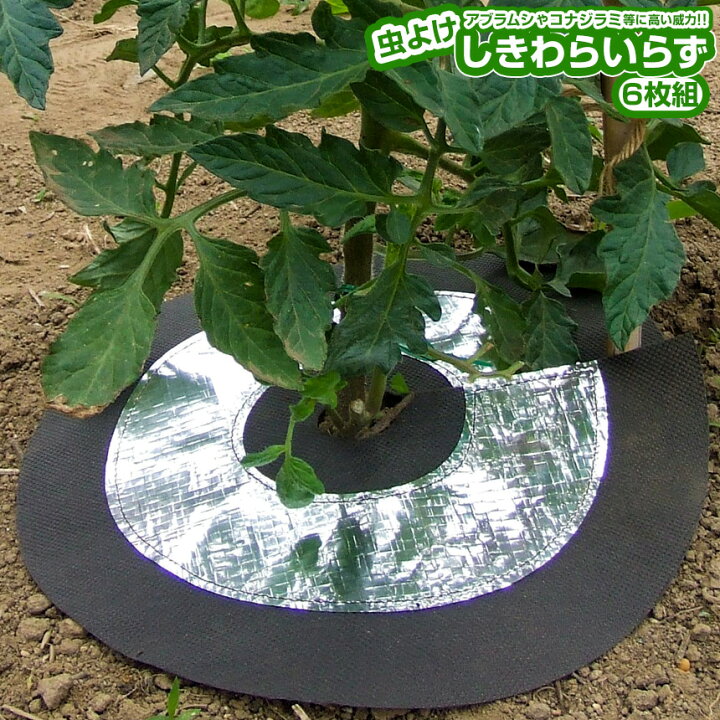 楽天市場 虫よけしきわらいらず 6枚組 苗 畑 菜園 害虫駆除 アブラムシ コナジラミ 自然農法 有機農法 有機栽培 家庭菜園 ギフト 農作業 虫よけ しきわらいらず ピン付 虫除け器具 無農薬 栽培 害虫 敷き藁 ランキング 人気 おすすめ 薬剤を使わず 害虫駆除 安全 敬老の