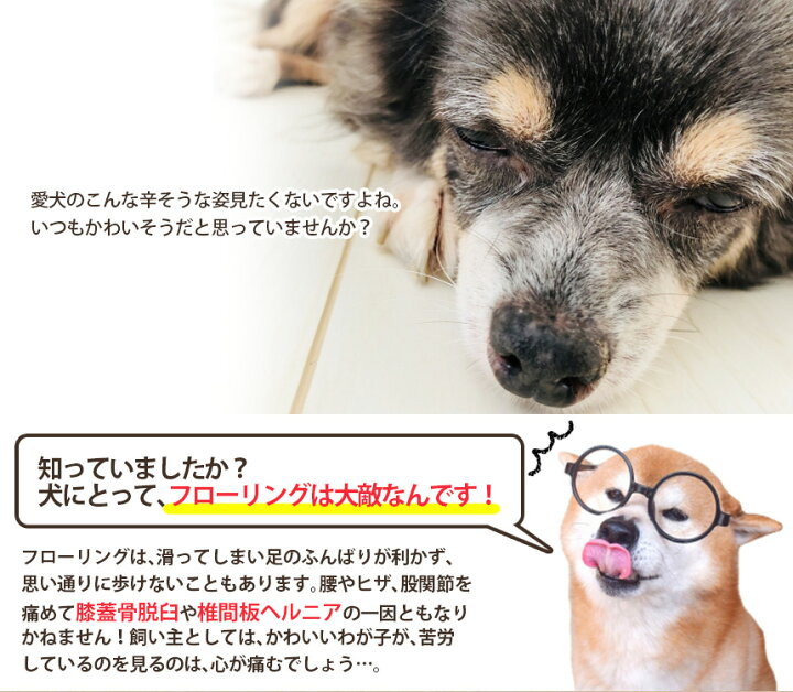 楽天市場 送料無料 ペット用靴下 シール Paw Wing Pawwing 犬 靴 おすすめ 滑り止め 犬 靴下 犬用パッド 犬用くつ フローリング 犬 ペット 滑らない 脱げない 対策 傷防止 小中大型犬 転倒防止 犬 用 靴下 犬 滑り 止め 肉 球 老犬