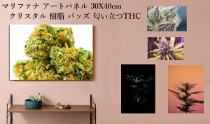 y}t@i obY 420 JirX  THC egqhJirm[ Marijuana TCPfbN zI ґzz 掿plA[gpl Ǌ| 30X40cmcm CeA LoX ؘgt |