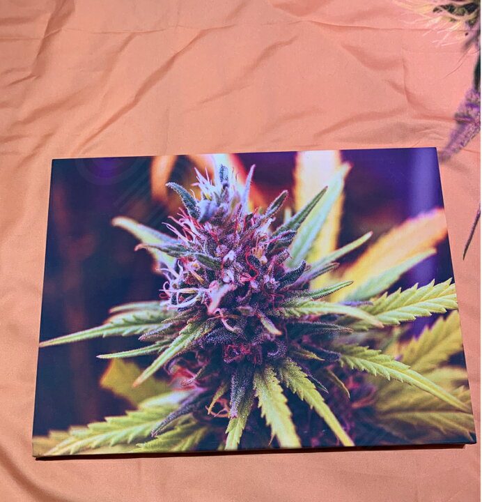 楽天市場】【マリファナ バッズ 420 カンナビス 麻 THC テトラヒドロ 
