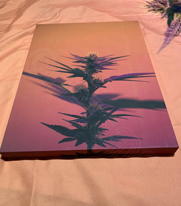 楽天市場】【マリファナ バッズ 420 カンナビス 麻 THC テトラヒドロ 